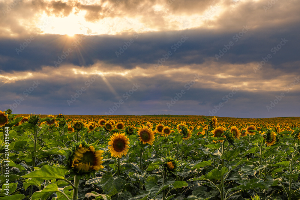 Obraz premium Sonnenblumenfeld am Abend