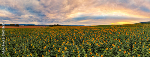Sonnenblumenfeld am Abend