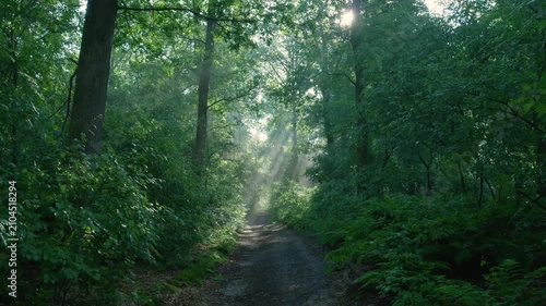 Sunlight filtering through lush green forest trees
