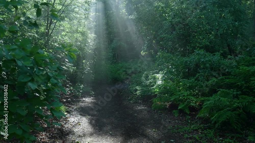 Sun rays shining through lush green forest canopy