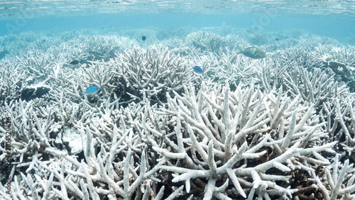 Bleached coral reef ecosystem underwater with small tropical fish swimming in the clear blue ocean water