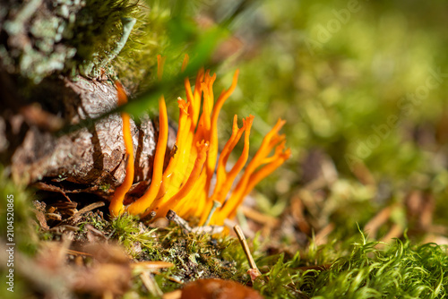 Foto Vibrant orange fungus emerging from forest wood