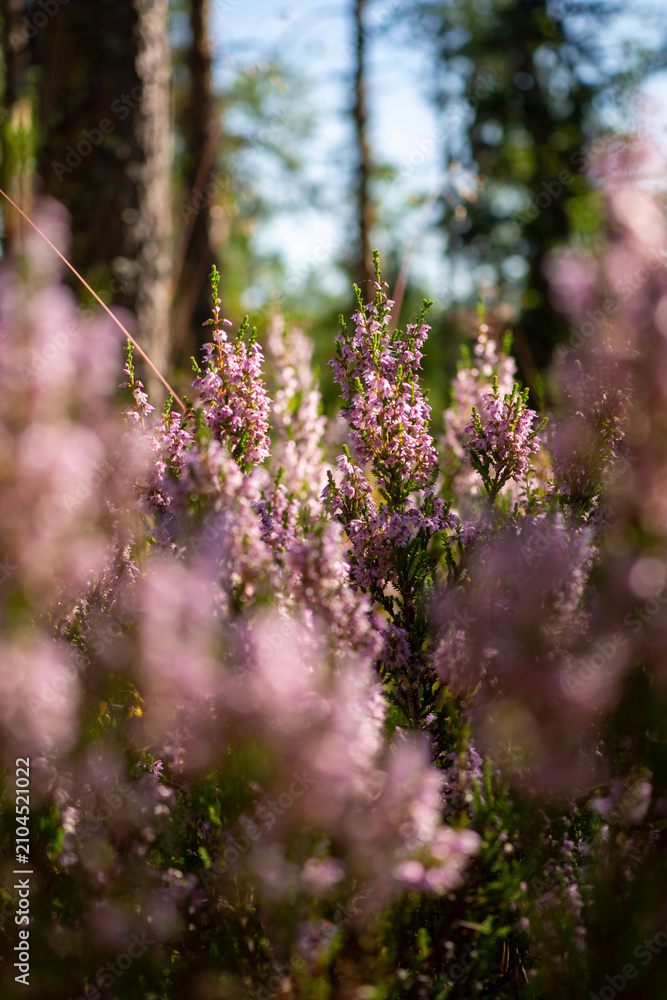 Obraz premium Wild heather blossoms glowing in forest light