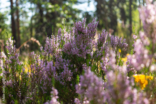 Pink heather in bloom with yellow wildflower