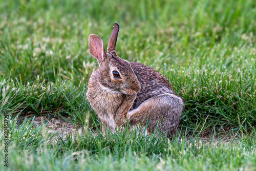 Foto Eastern Cotton-tailed Rabbit scratching its itchy chin wit its paws