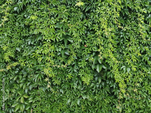 Background of close up green leaves.