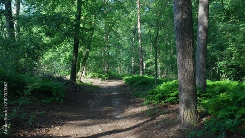 Scenic path walking through a lush green forest