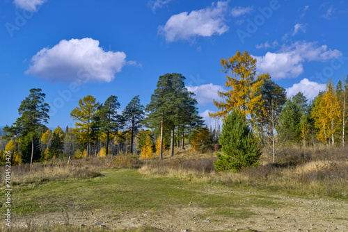 Forest glows under blue sky
