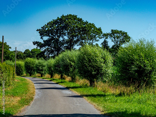 Bild auf Leinwand Winding asphalt country road lined with green pollard willow trees in Coesfeld l
