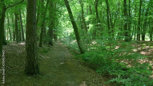 Walking on a dirt path through a lush green forest