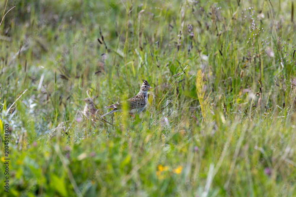 Fototapeta premium Skylark in a wildflower meadow