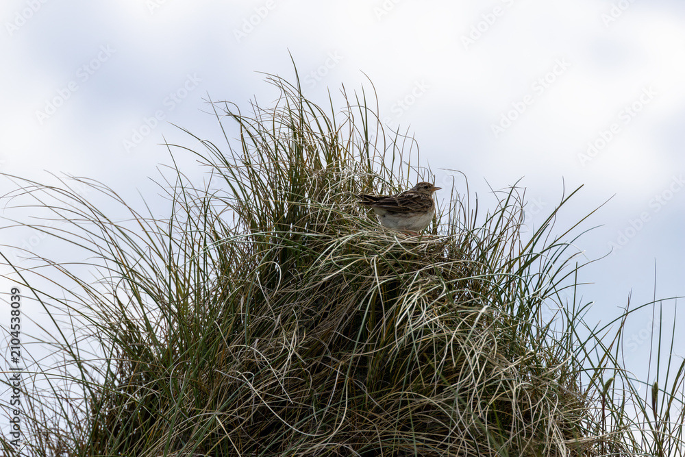 Fototapeta premium Skylark in marram grass