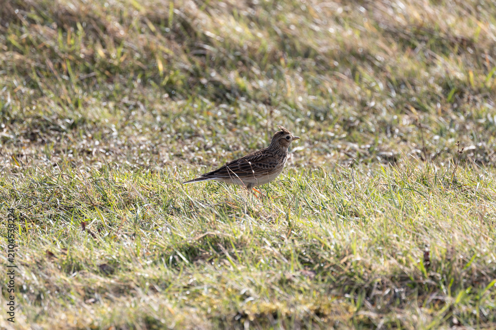 Fototapeta premium Skylark on grassland
