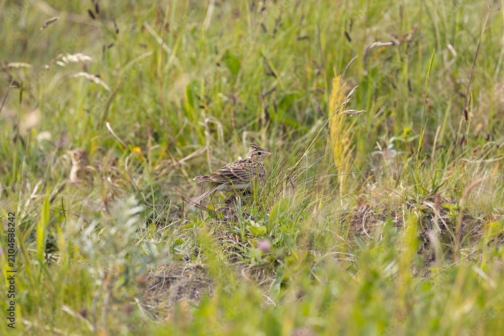 Fototapeta premium Skylark in a wildflower meadow