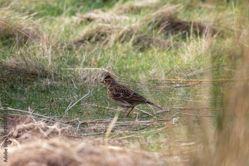 Fototapeta premium Skylark walking in grass