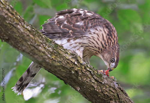 Canvas Print Cooper’s hawk eating his prey perched on a tree branch with green background