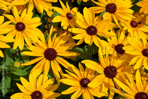 Rudbeckia black-eyed susan flowers blooming