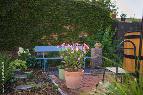 Pink oleander blooming in a clay pot on a patio with a blue bench and ivy wall.