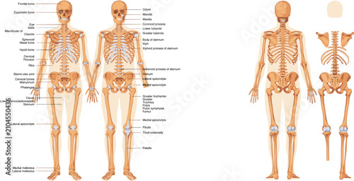 Cuadro en lienzo Labeled Anatomical Illustrations of the Human Skeleton from Front and Back anato