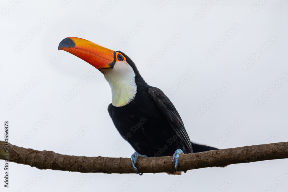 Fototapeta premium Bird Ramphastos toco (Ramphastos toco), Nhecolandia, Pantanal Brazil