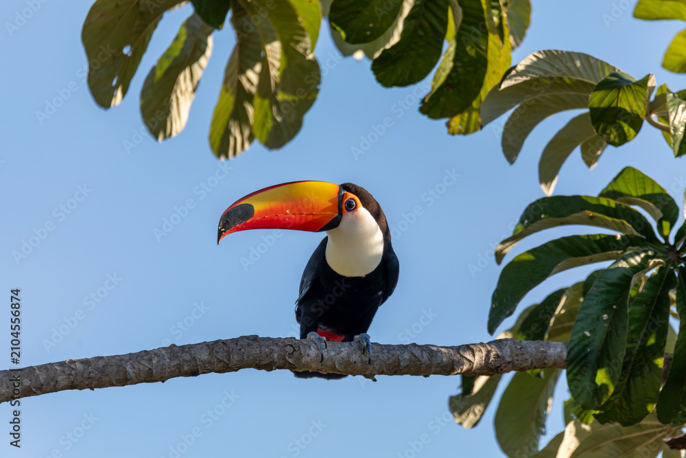 Fototapeta premium Bird Ramphastos toco (Ramphastos toco), Bodoquena, Brazil