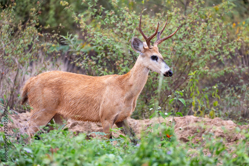 Mammal Marsh Deer (Blastocerus dichotomus) Nhecolandia, Pantanal Brazil