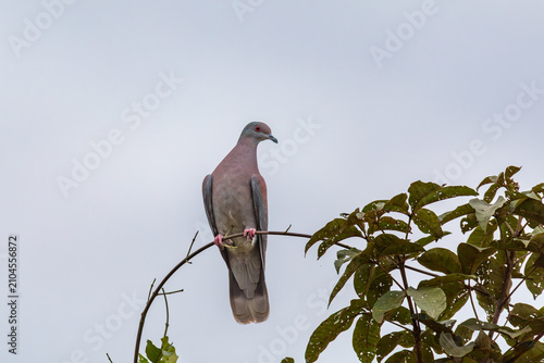 Bird Pale-vented pigeon (Patagioenas cayennensis). , Nhecolandia, Brazil
