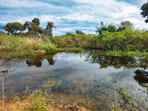 Untamed Brazilian Pantanal Wetland Nature Landscape With Lush Greenery Reflection