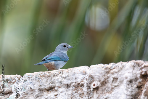 Bird Blue-gray Tanager (Thraupis sayaca), Miranda, Pantanal Brazil