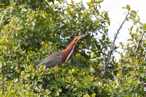 Bird Rufous Night Heron (Tigrisoma lineatum), Nhecolandia, Pantanal Brazil