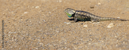 Foto Blue green scales patch visible at throat on Desert Spiny Lizard in Tucson, Ariz
