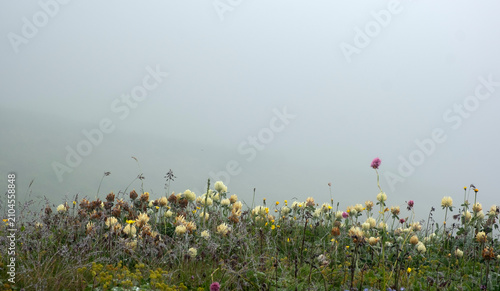Blooming wild clover and colorful wildflowers on an alpine meadow hill vanishing into dense morning fog