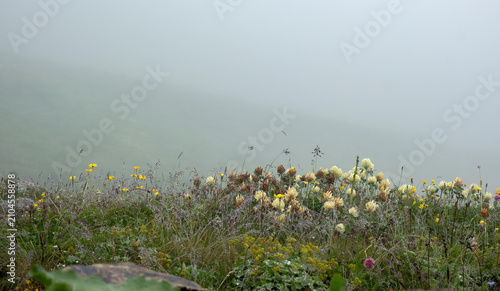 Obraz na płótnie Blooming wild clover and colorful wildflowers on an alpine meadow hill vanishing
