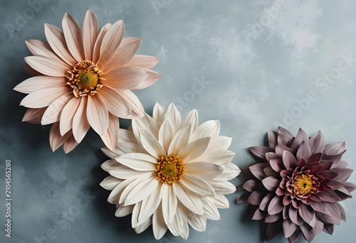 Three pastel dahlia flowers...