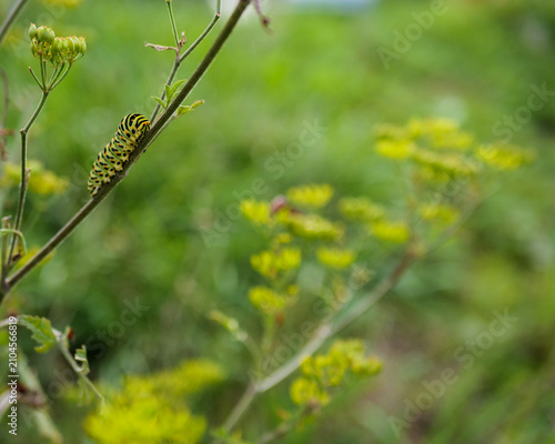 Old World Swallowtail Caterpillar On Wild Fennel Stem