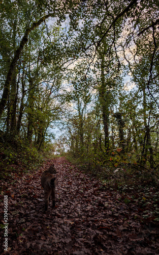Domestic Tabby Cat Walking On Muddy Autumn Forest Trail