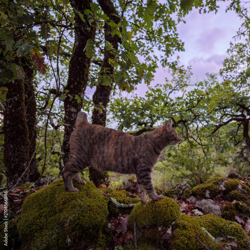 Tabby Cat Standing On Mossy Rocks In Autumn Woodland