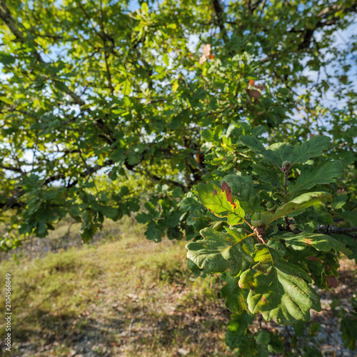 Oak Leaves And Acorns On Branch In Sunlit Woodland
