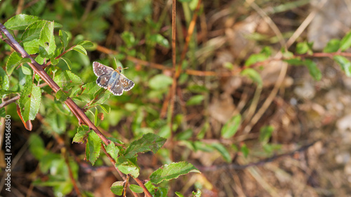 Grizzled Skipper Butterfly Resting On Green Bramble Leaves