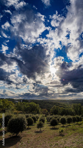 French Truffle Orchard With Sun Rays And Cloudy Sky