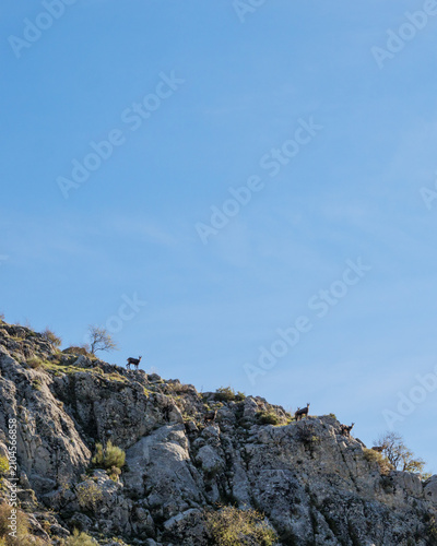 Alpine Chamois Herd On Rocky Cliff Under Blue Sky