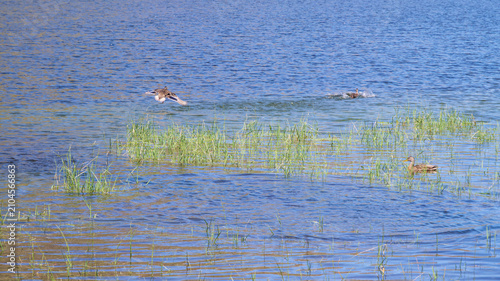 Ducks In Motion Across A Calm Mountain Wetland Lake