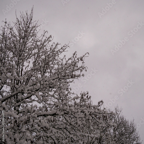 Dark, snowy branches framing a bright, clean white copy space background.