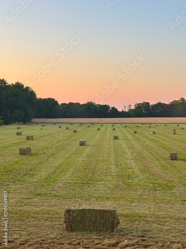 hay bales in the field at the sunset