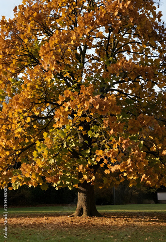 Large oak tree with golden ...
