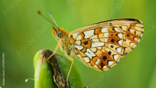 Tablou pe pânză Small pearl bordered fritillary Boloria selene butterfly beautiful dorsal view o