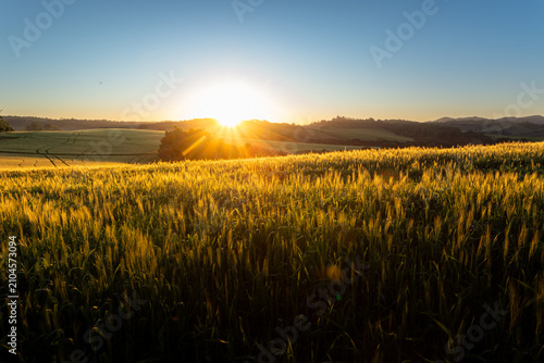 Pôr do sol radiante sobre plantação de cereais no horizonte.