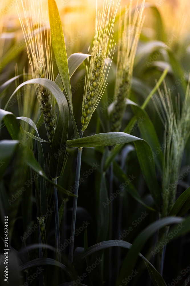 Obraz premium Plantação de trigo verde sob a luz do pôr do sol dourado.