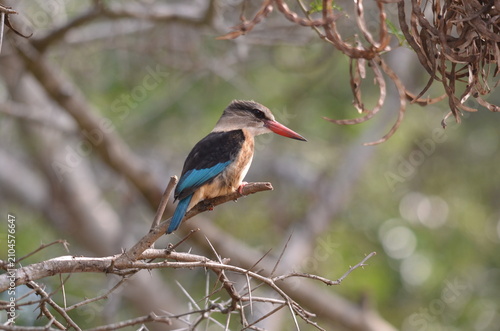 Canvas-taulu A striking Brown-hooded kingfisher (Halcyon albiventris) perched on a thorn tree branch in the dune forest canopy near Cape Vidal beach, iSimangaliso Wetland Park, South Africa