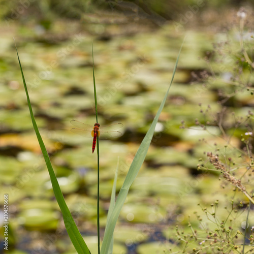 The dragonfly lives in a pond where there is water